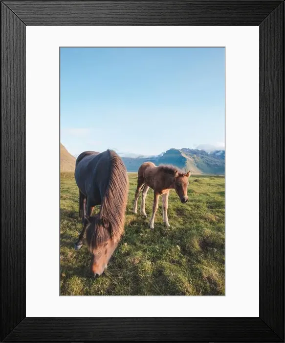 Framed Print : Foal and its mother are grazing together on an Icelandic meadow with a Kirkjufell in the background formed from lava Framed Print : Foal and its mother are grazing together on an Icelandic meadow with a Kirkjufell in the background formed from lava