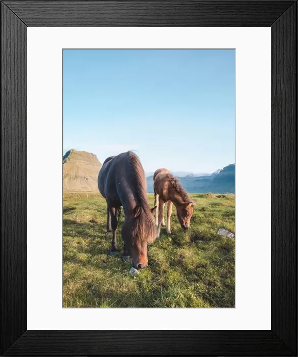 Framed Print : Foal and its mother are grazing together on an Icelandic meadow with a backdrop of large mountains formed from lava Framed Print : Foal and its mother are grazing together on an Icelandic meadow with a backdrop of large mountains formed from lava