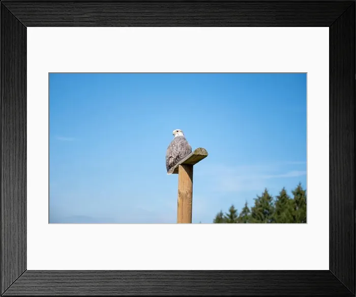 Framed Print : Gyrfalcon, wildlife, raptor bird of prey on a tree trunk, habitat, forest and meadow landscape, Falco rusticolus Framed Print : Gyrfalcon, wildlife, raptor bird of prey on a tree trunk, habitat, forest and meadow landscape, Falco rusticolus