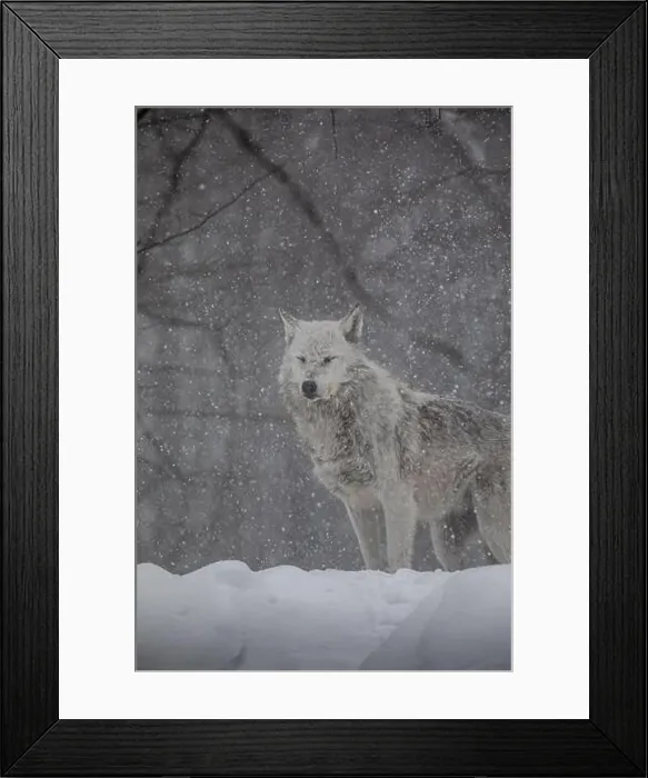 Framed Print : Majestic wolves roam the snowy wilderness of Parc Omega, showcasing their wild beauty, strength, and pack instincts