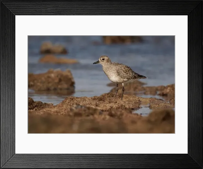 Framed Print : Grey plover or Black-bellied plover - Pluvialis squatarola large wader bird breeding in Arctic regions Framed Print : Grey plover or Black-bellied plover - Pluvialis squatarola large wader bird breeding in Arctic regions