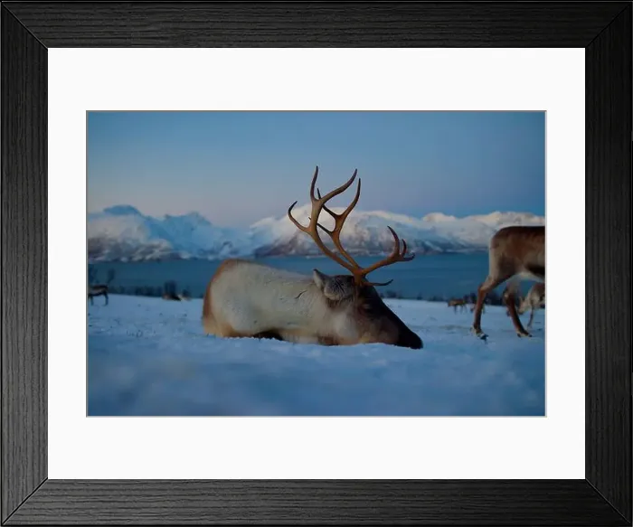 Framed Print : A tired reindeer rests in the snow with snow-covered mountains in the backdrop, capturing winter's serene beauty Framed Print : A tired reindeer rests in the snow with snow-covered mountains in the backdrop, capturing winter's serene beauty