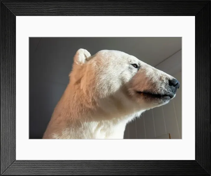 Framed Print : Taxidermy Polar Bear - Norway Framed Print : Taxidermy Polar Bear - Norway