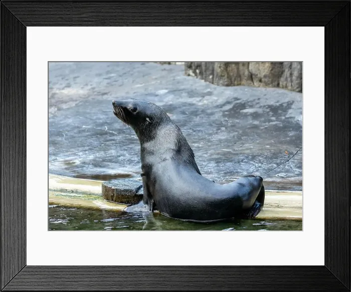 Framed Print : The Antarctic Fur Seal (Arctocephalus gazella) feeds on fish and krill Framed Print : The Antarctic Fur Seal (Arctocephalus gazella) feeds on fish and krill