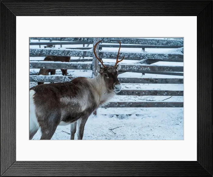 Framed Print : Reindeer in the snow in Finnish Lapland Framed Print : Reindeer in the snow in Finnish Lapland