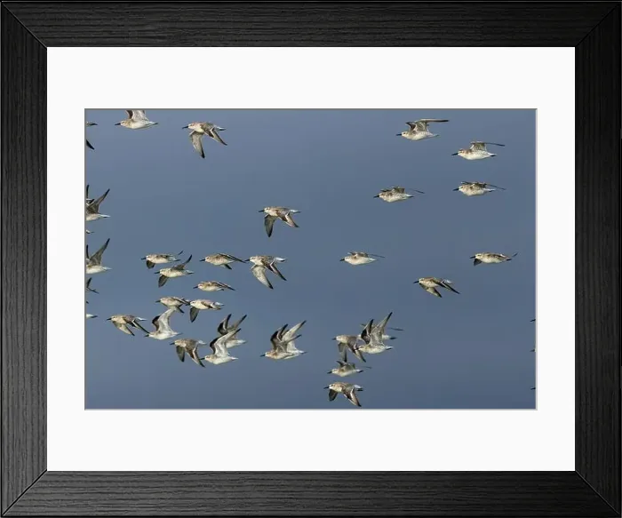 Framed Print : The Red Knot (Calidris canutus) feeds on mollusks and crustaceans Framed Print : The Red Knot (Calidris canutus) feeds on mollusks and crustaceans