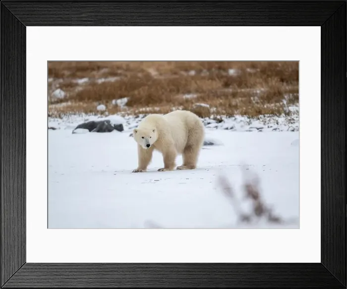 Framed Print : Polar bear on snow covered ground near the shoreline of Hudson Bay outside of Churchill, Manitoba, In winter Framed Print : Polar bear on snow covered ground near the shoreline of Hudson Bay outside of Churchill, Manitoba, In winter