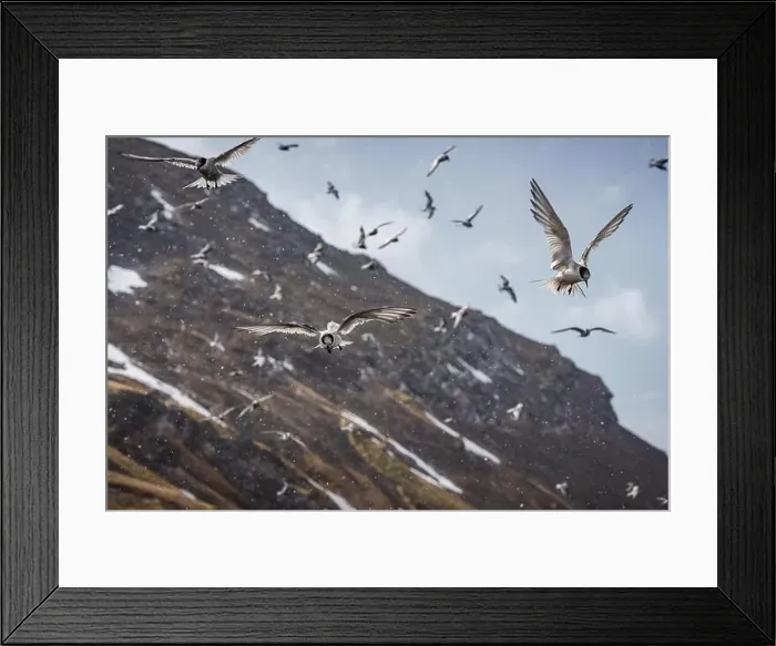 Framed Print : Arctic terns having a feast of krill that was washed away with tide in South Georgia Framed Print : Arctic terns having a feast of krill that was washed away with tide in South Georgia