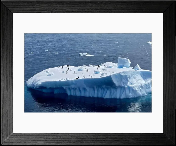 Framed Print : Penguins on Iceberg in Antarctica Framed Print : Penguins on Iceberg in Antarctica