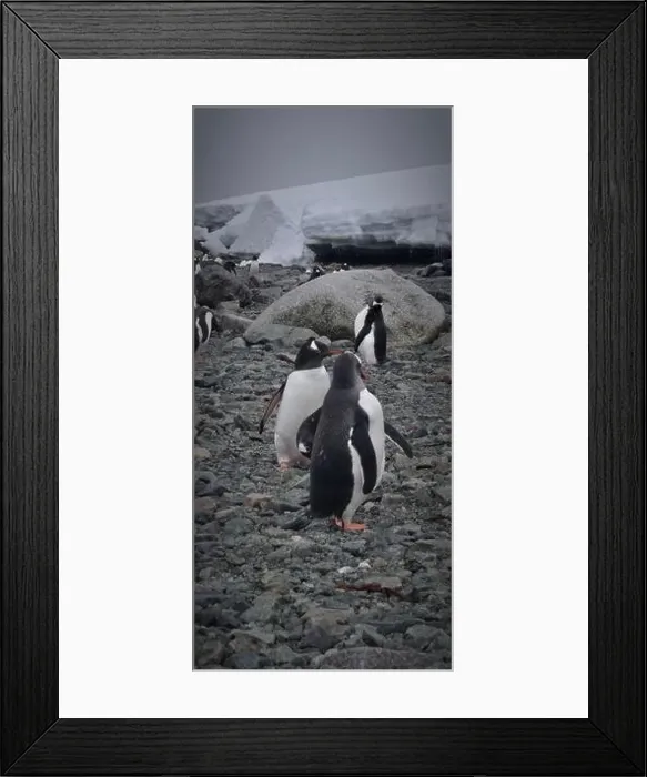 Framed Print : Gentoo Penguins in Antarctica Framed Print : Gentoo Penguins in Antarctica