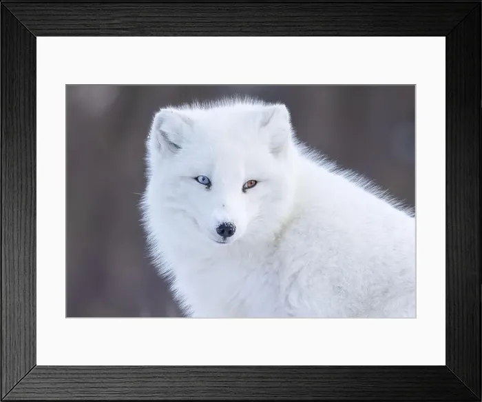 Framed Print : Portrait of Artic fox with Heterochromia in winter Framed Print : Portrait of Artic fox with Heterochromia in winter