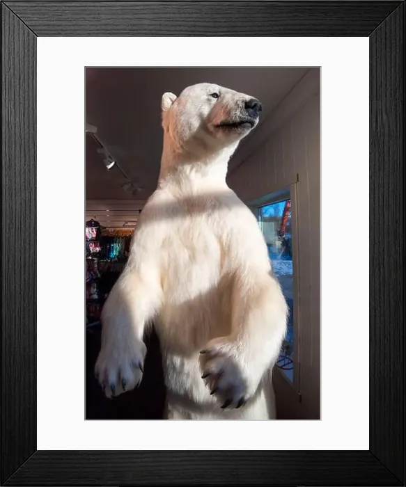 Framed Print : Taxidermy Polar Bear - Norway Framed Print : Taxidermy Polar Bear - Norway