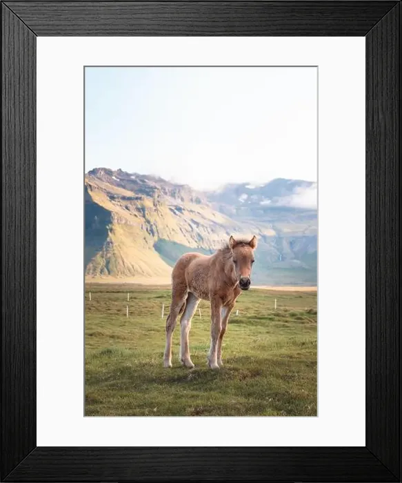 Framed Print : Cute and curious Icelandic foal grazes in a pasture near Grundarfjordur on the Snaefellsnes Peninsula during sunset