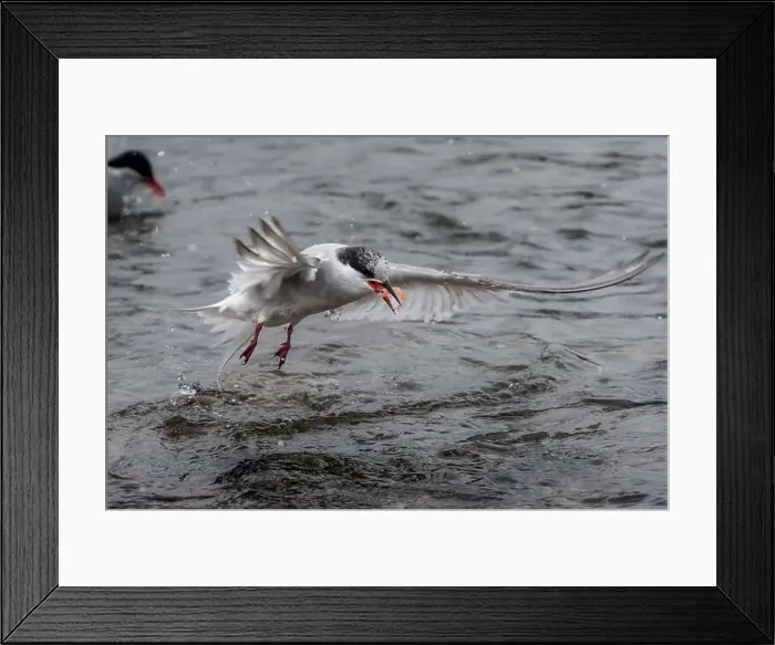 Framed Print : Arctic terns having a feast of krill that was washed away with tide in South Georgia Framed Print : Arctic terns having a feast of krill that was washed away with tide in South Georgia