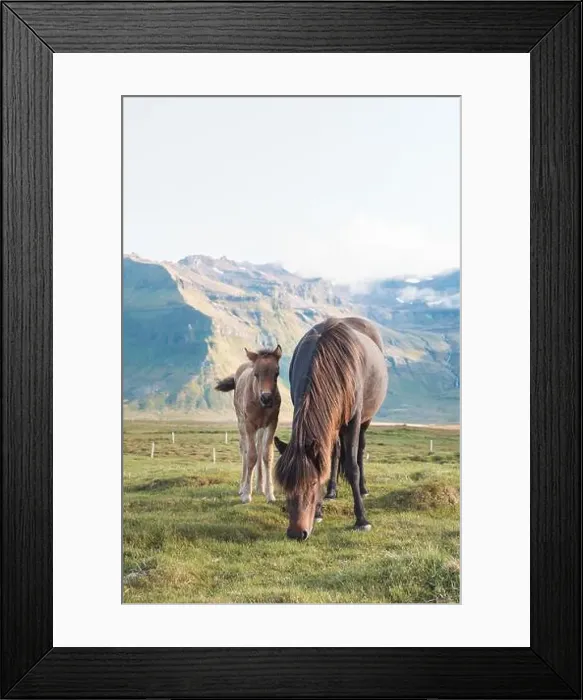 Framed Print : Foal and its mother are grazing together on an Icelandic meadow with a Kirkjufell in the background formed from lava Framed Print : Foal and its mother are grazing together on an Icelandic meadow with a Kirkjufell in the background formed from lava
