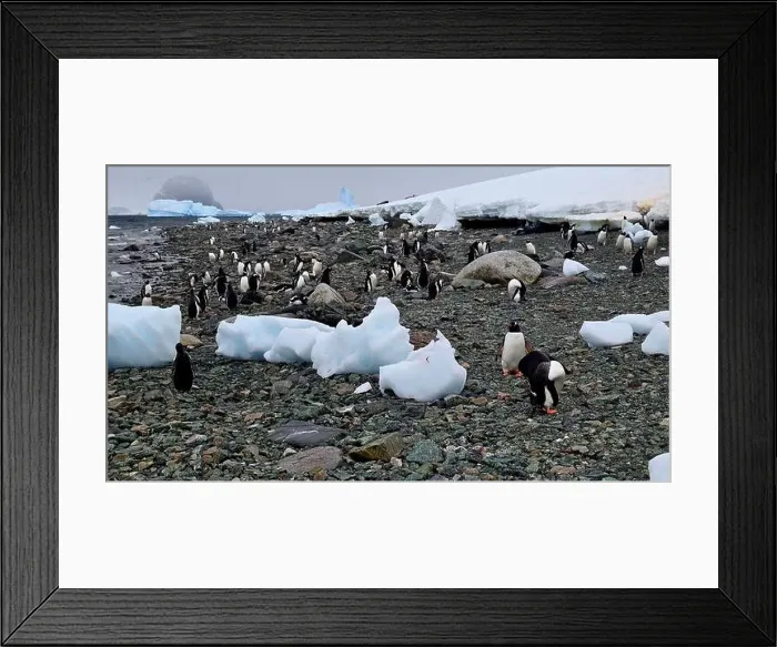 Framed Print : Gentoo Penguins in Antarctica Framed Print : Gentoo Penguins in Antarctica