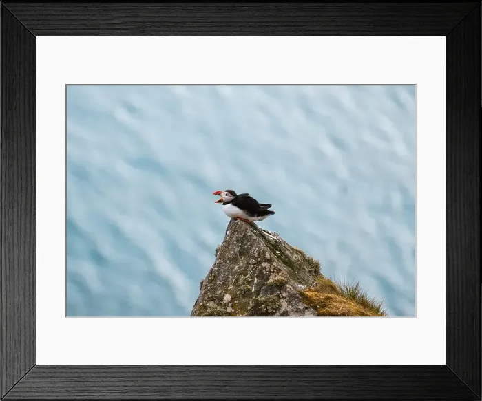 Framed Print : A vibrant puffin, Fratercula arctica Framed Print : A vibrant puffin, Fratercula arctica
