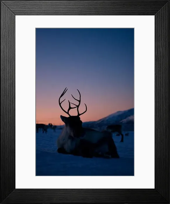 Framed Print : A majestic reindeer silhouette stands against a stunning twilight sky Framed Print : A majestic reindeer silhouette stands against a stunning twilight sky