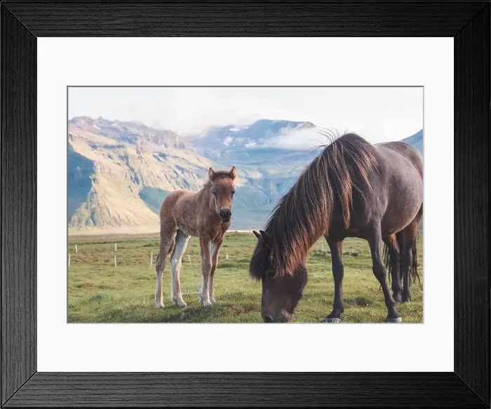 Framed Print : Foal and its mother are grazing together on an Icelandic meadow with a Kirkjufell in the background formed from lava Framed Print : Foal and its mother are grazing together on an Icelandic meadow with a Kirkjufell in the background formed from lava