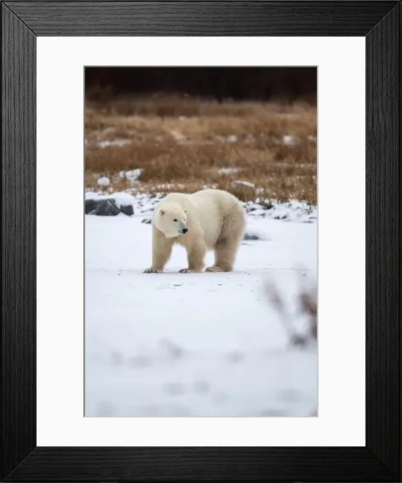 Framed Print : Polar bear on snow covered ground near the shoreline of Hudson Bay outside of Churchill, Manitoba, In winter Framed Print : Polar bear on snow covered ground near the shoreline of Hudson Bay outside of Churchill, Manitoba, In winter