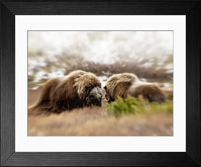 Framed Print : Northern muskox in winter mountains Framed Print : Northern muskox in winter mountains
