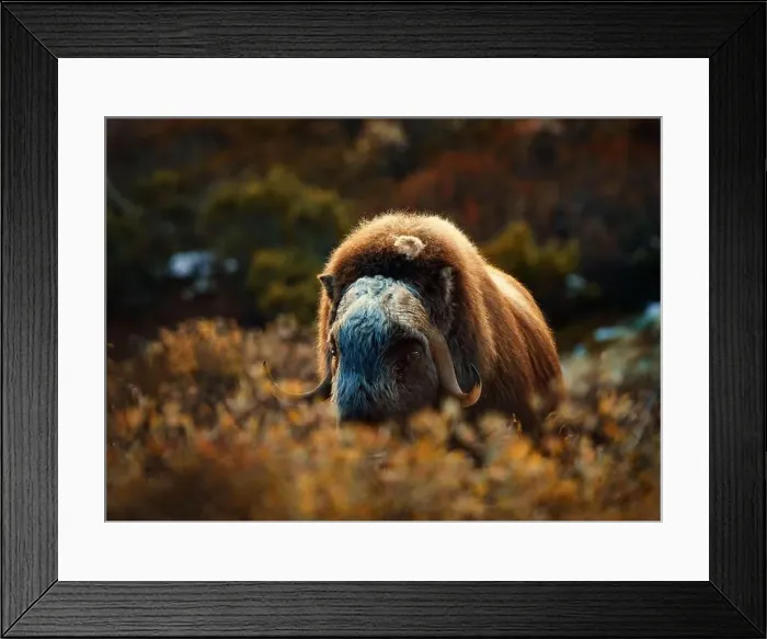 Framed Print : Northern muskox in winter mountains Framed Print : Northern muskox in winter mountains