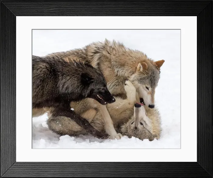 Framed Print : The gray wolf or grey wolf is native to Eurasia and N America Framed Print : The gray wolf or grey wolf is native to Eurasia and N America