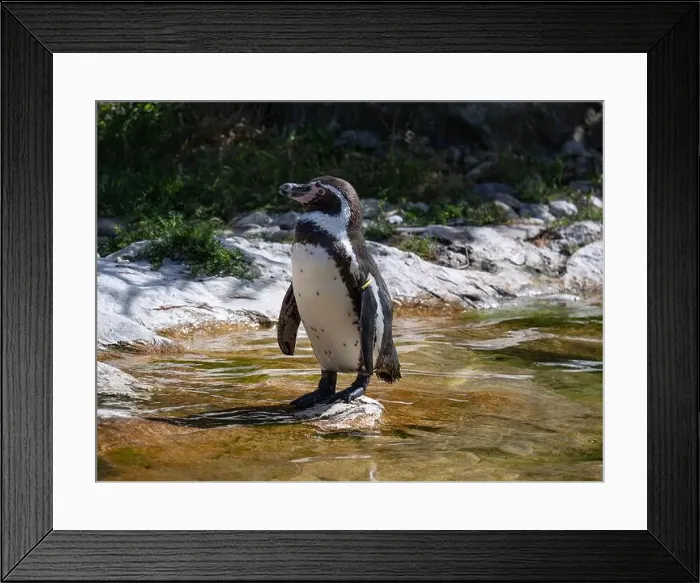 Framed Print : Penguin stand on a Rock Near a Pond Framed Print : Penguin stand on a Rock Near a Pond