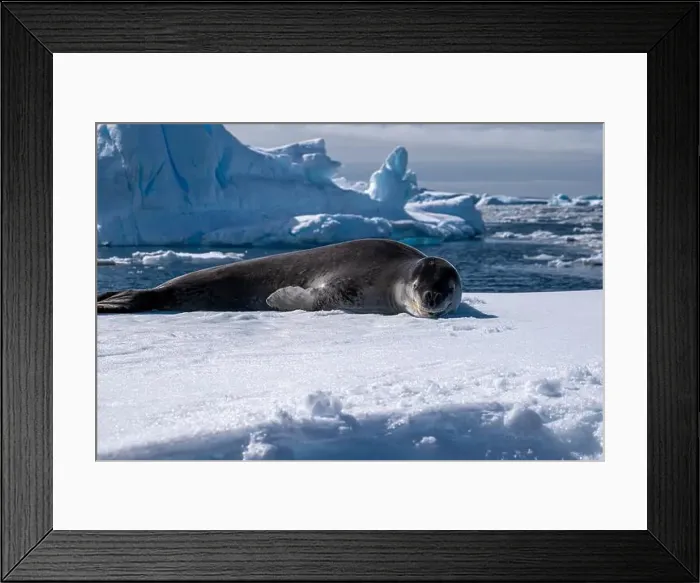 Framed Print : Leopard seal pup in Antarctica Framed Print : Leopard seal pup in Antarctica
