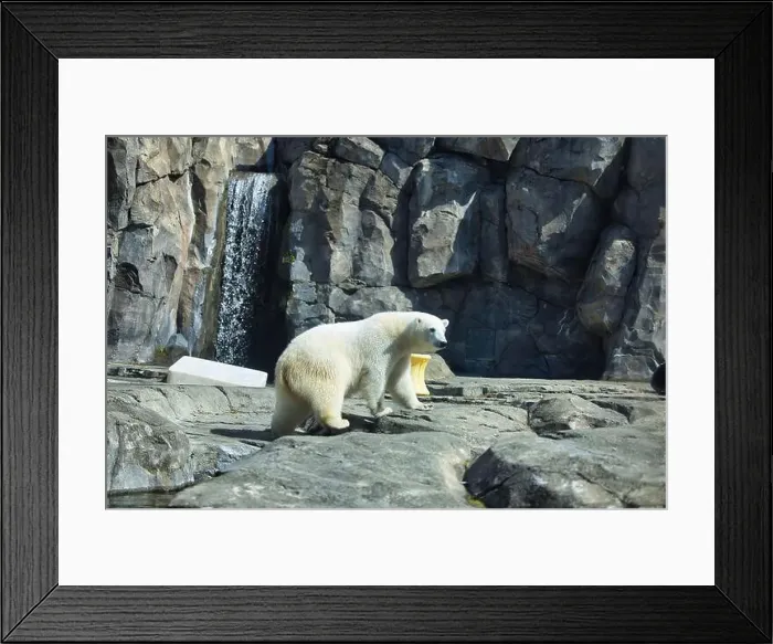 Framed Print : Polar bear in rocky enclosure with a waterfall in the background on a spring day at the Anchorage zoo in Alaska