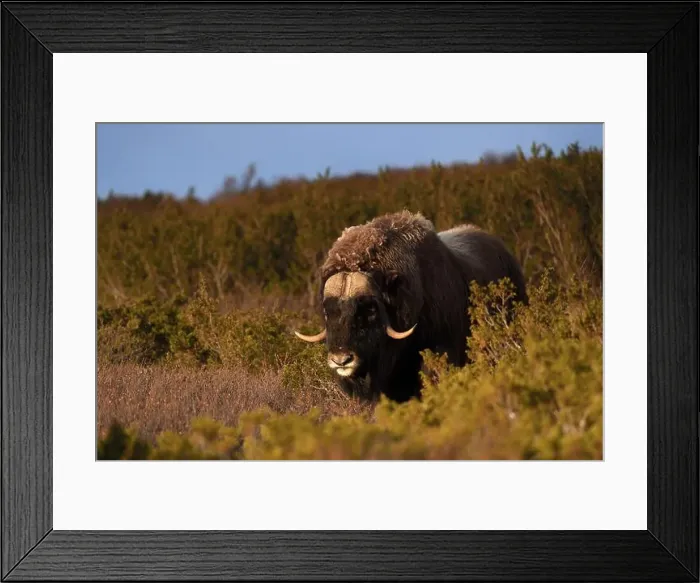 Framed Print : Northern muskox in winter mountains Framed Print : Northern muskox in winter mountains