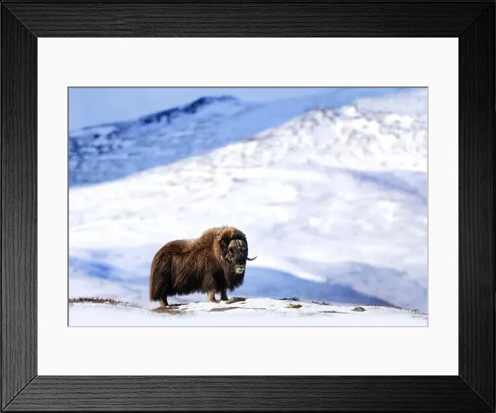 Framed Print : Northern muskox in winter mountains Framed Print : Northern muskox in winter mountains