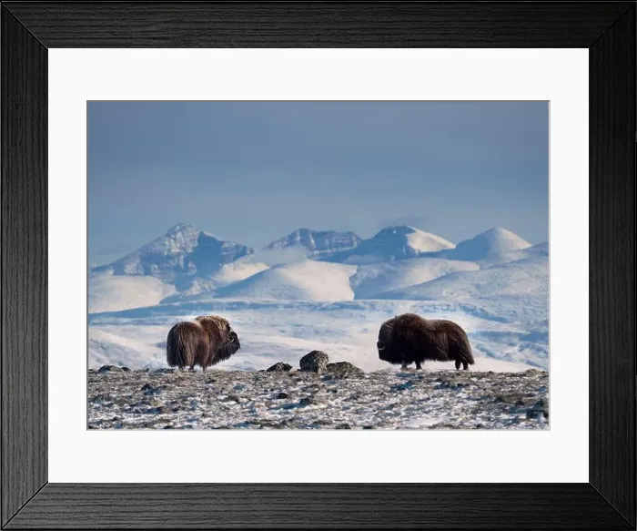 Framed Print : Northern muskox in winter mountains Framed Print : Northern muskox in winter mountains