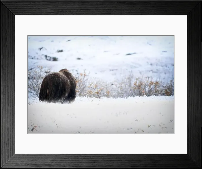 Framed Print : Northern muskox in winter mountains Framed Print : Northern muskox in winter mountains