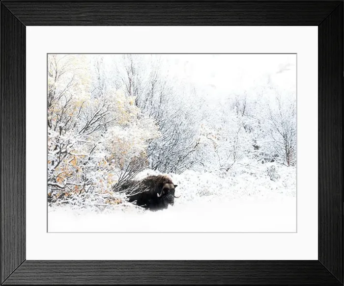 Framed Print : Northern muskox in winter mountains Framed Print : Northern muskox in winter mountains