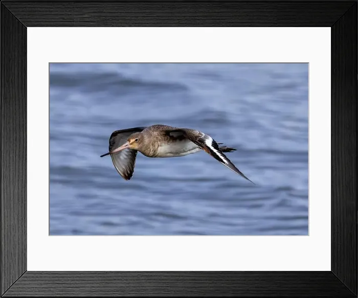 Framed Print : The Black-Tailed Godwit feeds on worms and mollusks. Photographed in Bull Island, Dublin, a key wetland Framed Print : The Black-Tailed Godwit feeds on worms and mollusks. Photographed in Bull Island, Dublin, a key wetland