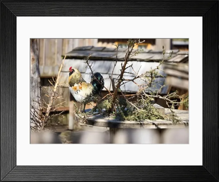 Framed Print : Rooster at the Alaska zoo in Anchorage on a sunny spring day Framed Print : Rooster at the Alaska zoo in Anchorage on a sunny spring day