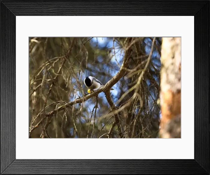 Framed Print : Chickadee on a tree at the zoo in Anchorage on a spring day in Alaska Framed Print : Chickadee on a tree at the zoo in Anchorage on a spring day in Alaska