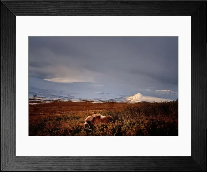 Framed Print : Northern muskox in winter mountains Framed Print : Northern muskox in winter mountains