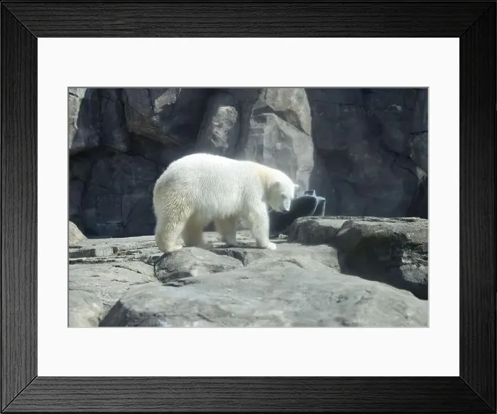 Framed Print : Polar bear standing in enclosure at the Anchorage zoo on a sunny spring day Framed Print : Polar bear standing in enclosure at the Anchorage zoo on a sunny spring day