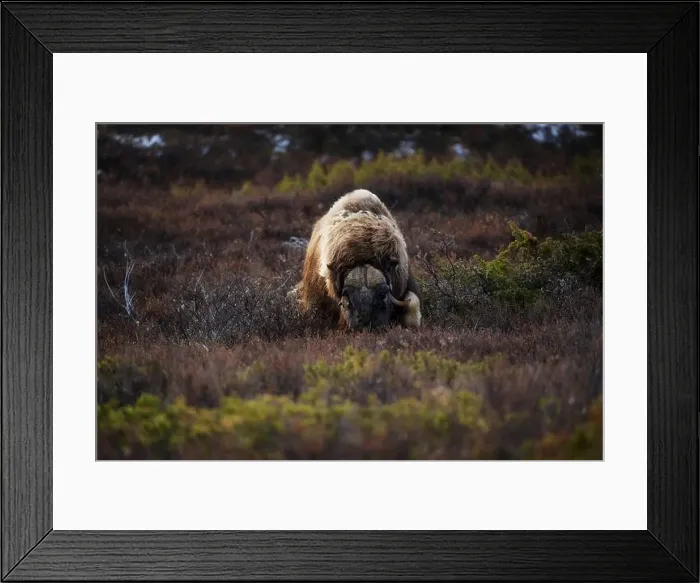 Framed Print : Northern muskox in winter mountains Framed Print : Northern muskox in winter mountains