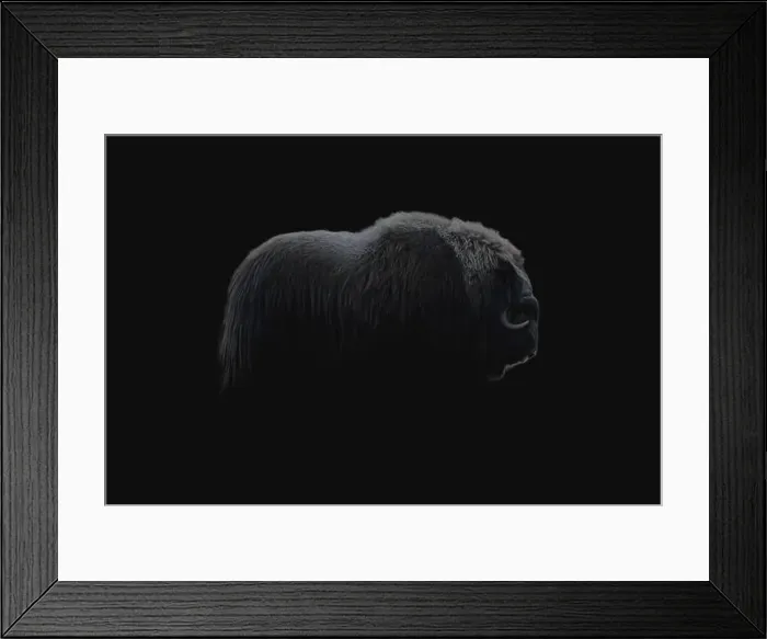Framed Print : Northern muskox in winter mountains Framed Print : Northern muskox in winter mountains