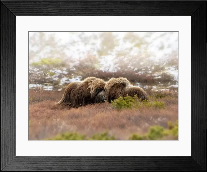 Framed Print : Northern muskox in winter mountains Framed Print : Northern muskox in winter mountains