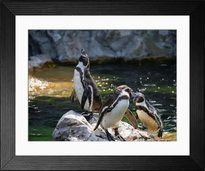 Framed Print : Group of Penguins stand on a Rock Together Near a Pond Framed Print : Group of Penguins stand on a Rock Together Near a Pond