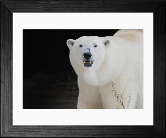 Framed Print : The polar bear living in territory of a zoo