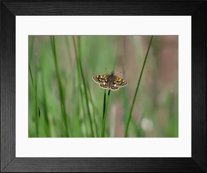 Framed Print : Chequered Skipper Butterfly resting on soft rush stem, Lochaber, Scotland, May Framed Print : Chequered Skipper Butterfly resting on soft rush stem, Lochaber, Scotland, May