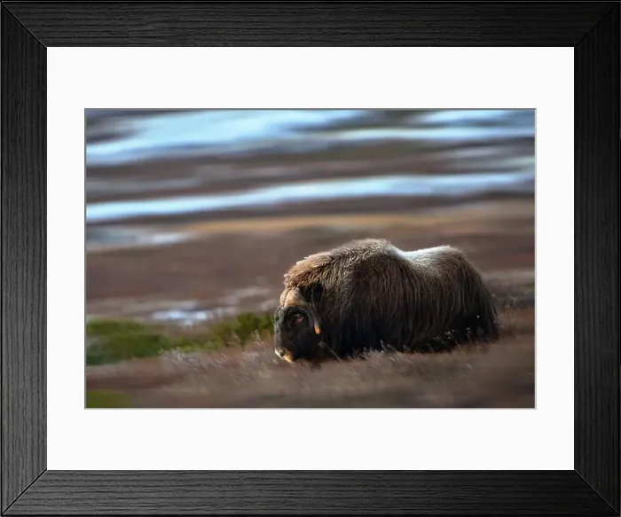 Framed Print : Northern muskox in winter mountains Framed Print : Northern muskox in winter mountains