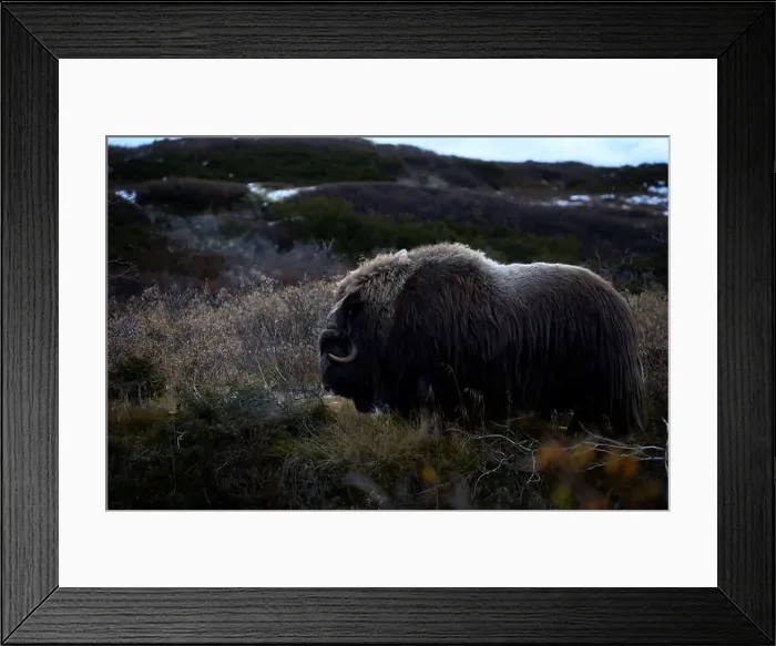 Framed Print : Northern muskox in winter mountains