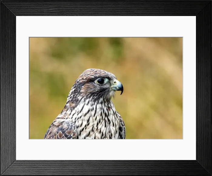 Framed Print : The Gyrfalcon is a carnivorous raptor preying on birds and mammals. Photo taken in Arctic tundra Framed Print : The Gyrfalcon is a carnivorous raptor preying on birds and mammals. Photo taken in Arctic tundra