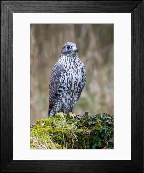 Framed Print : The Gyrfalcon is a carnivorous raptor preying on birds and mammals. Photo taken in Arctic tundra Framed Print : The Gyrfalcon is a carnivorous raptor preying on birds and mammals. Photo taken in Arctic tundra